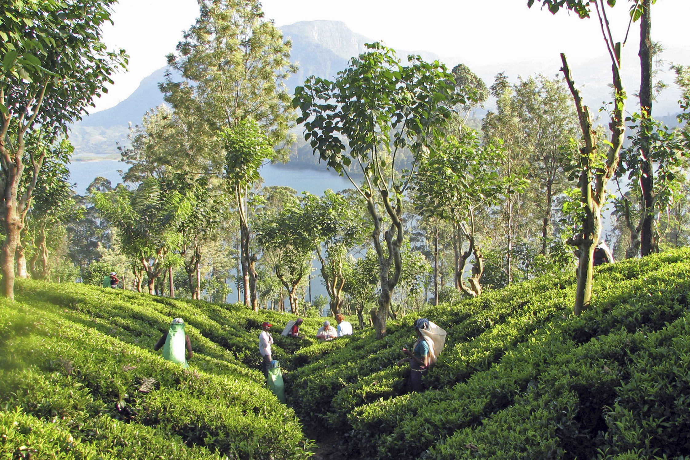 la-route-du-th-du-sri-lanka-enjoytea